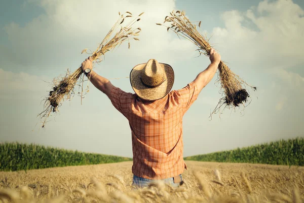 Landwirt kontrolliert das Weizenkorn auf dem Feld — Stockfoto