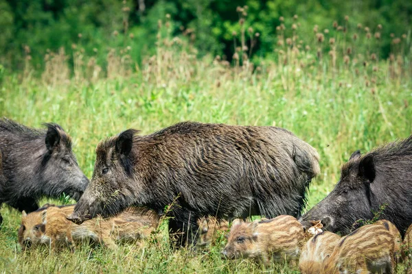 Wild boar family on the grass — Stock Photo, Image