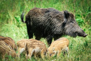 Yaban domuzu aile çimenlerin üzerinde