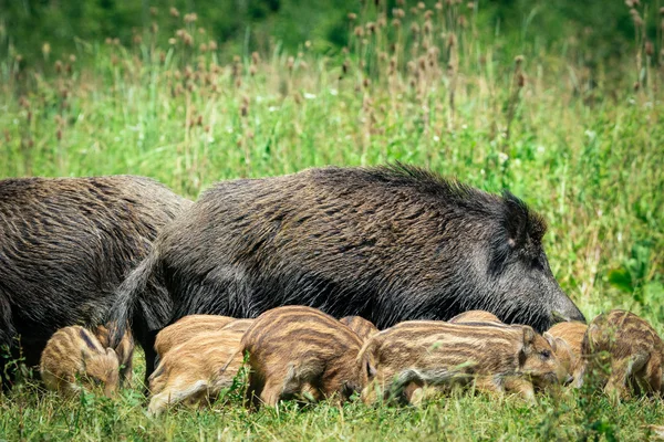 Familia jabalí en la hierba — Foto de Stock