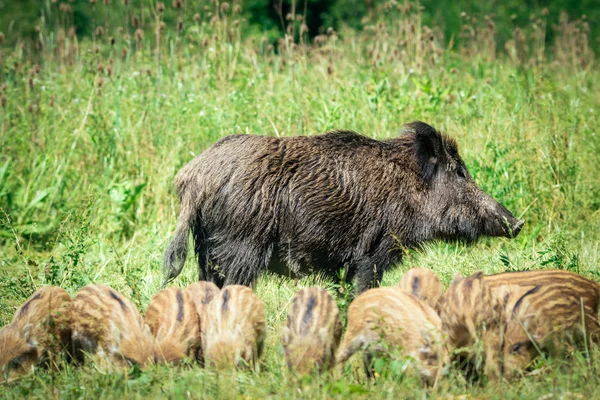 Wild zwijn-familie op het gras — Stockfoto