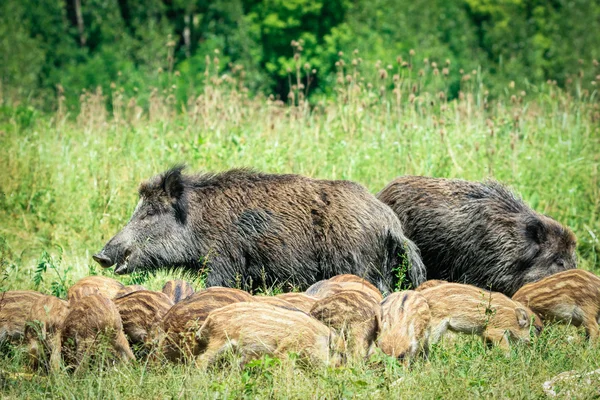 Wild zwijn-familie op het gras — Stockfoto