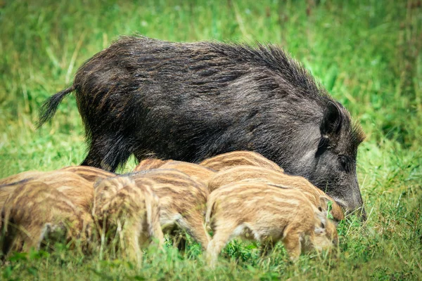 Семья кабанов на траве — стоковое фото