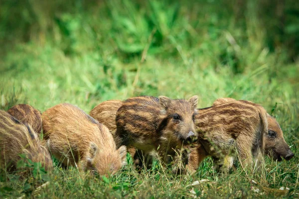 Wild boar baby in the forest — Stock Photo, Image