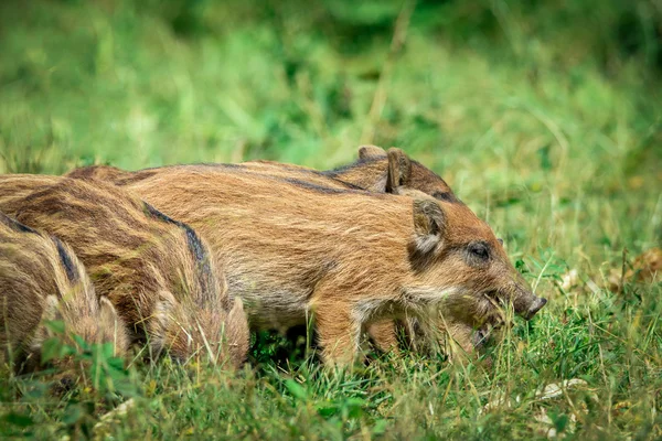 Wild boar baby in the forest — Stock Photo, Image