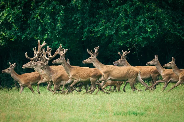 Herd of deer red — Stock Photo, Image