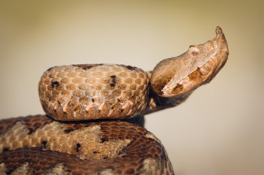 Dişi boynuzlu engerek (Vipera ammodytes) portre