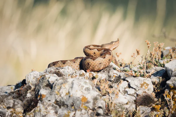 Horned viper in de natuur op de rotsen — Stockfoto