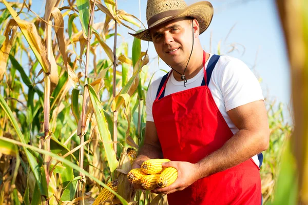 Landwirt hält Maiskolben in der Hand auf Maisfeld — Stockfoto