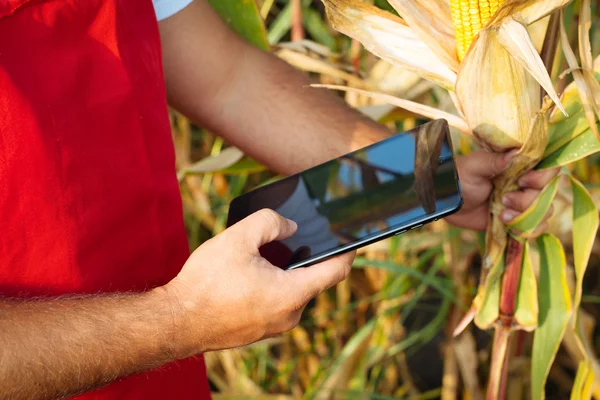 Agricultor em campo de milho usando tablet eletrônico — Fotografia de Stock