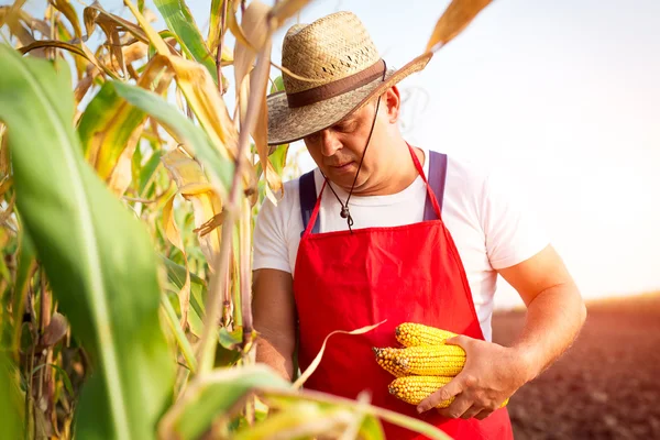 Agricultor sosteniendo mazorca de maíz en la mano en el campo de maíz — Foto de Stock