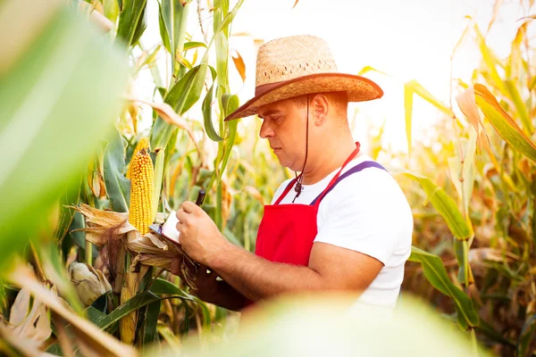 Çiftçi onun mısır tarlası kontrol — Stok fotoğraf