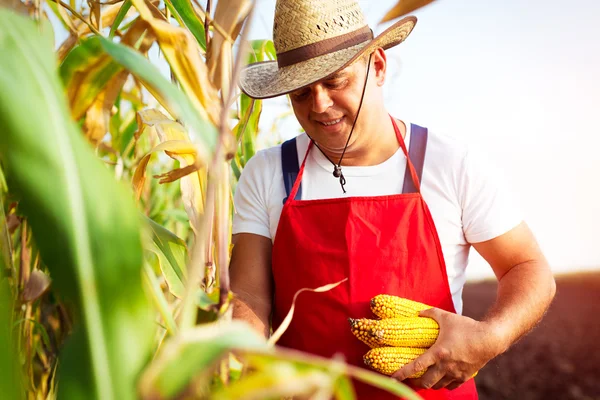 Landwirt hält Maiskolben in der Hand auf Maisfeld — Stockfoto