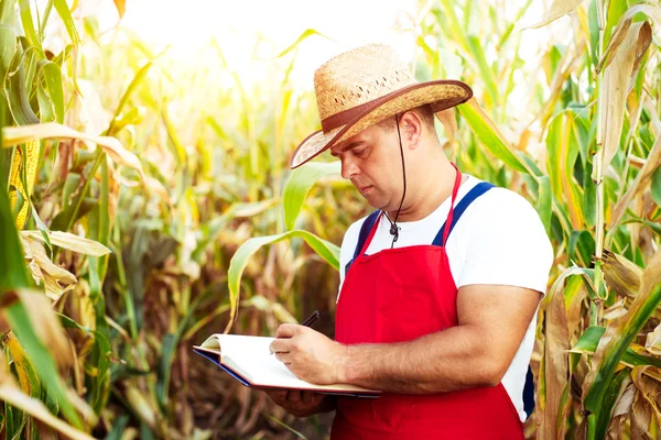 Agricultor a verificar o seu campo de milho — Fotografia de Stock