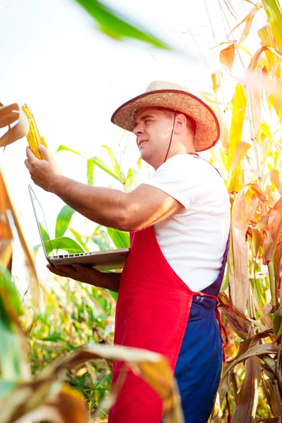 Boer zijn cornfield controleren — Stockfoto