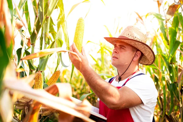Bauer überprüft sein Maisfeld — Stockfoto