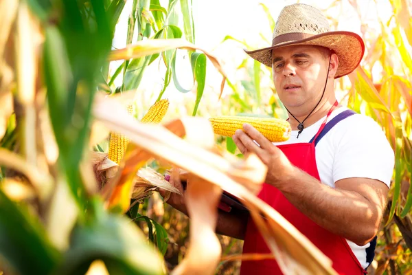 Agricultor sosteniendo mazorca de maíz en la mano en el campo de maíz —  Fotos de Stock