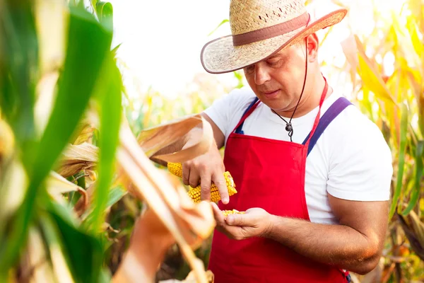 Çiftçi onun mısır tarlası kontrol — Stok fotoğraf