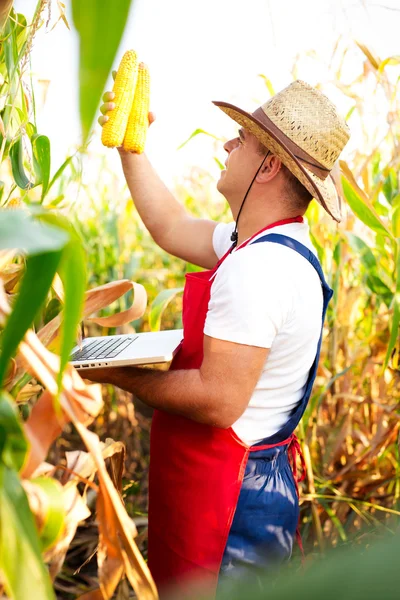 Boer zijn cornfield controleren — Stockfoto