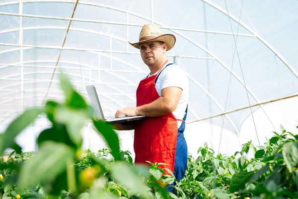 Engenheiro agrícola trabalhando na estufa . — Fotografia de Stock