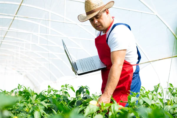 Ingegnere agricolo che lavora nella serra . — Foto Stock