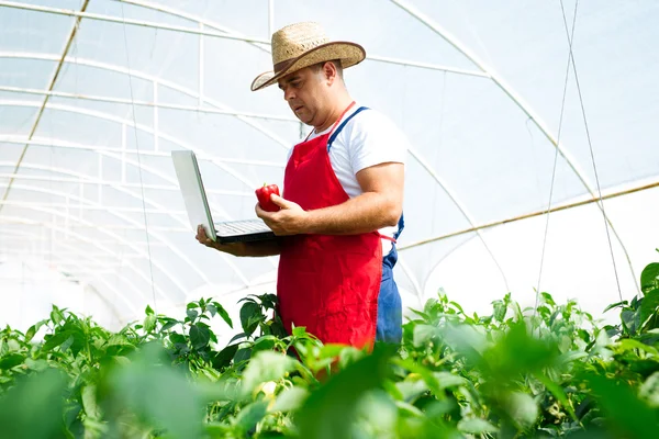 Jordbruks ingenjör som arbetar i växthuset. — Stockfoto