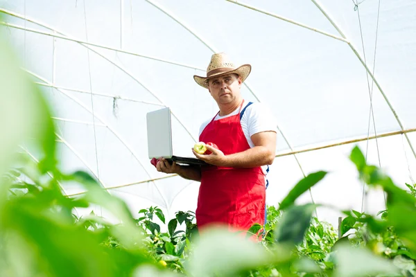 Agricultor em estufa verificando plantas de pimentão — Fotografia de Stock