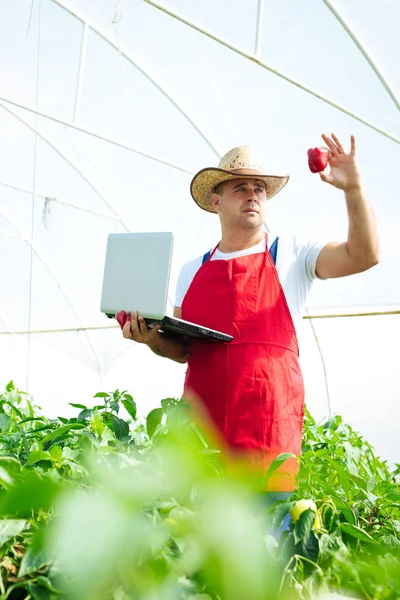 Farmář ve skleníku kontrola rostliny papriky — Stock fotografie