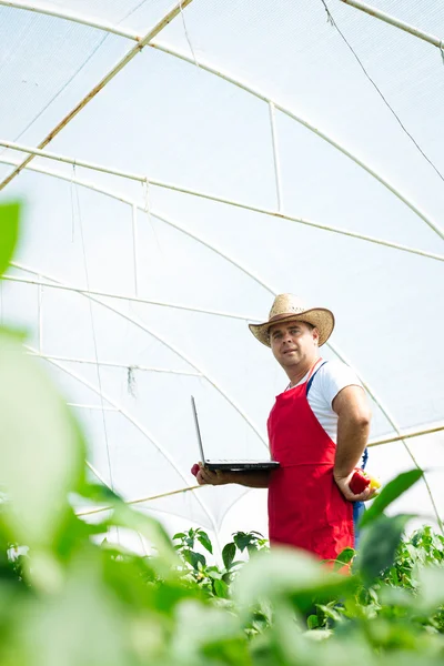 Agricultor en plantas de chile de invernadero — Foto de Stock