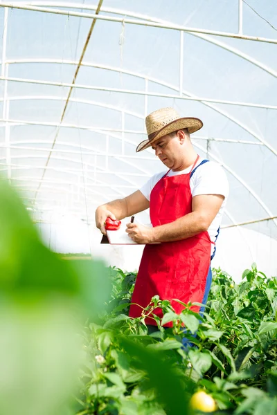 Αγρότης για τον έλεγχο του θερμοκηπίου πιπεριές φυτά — Φωτογραφία Αρχείου