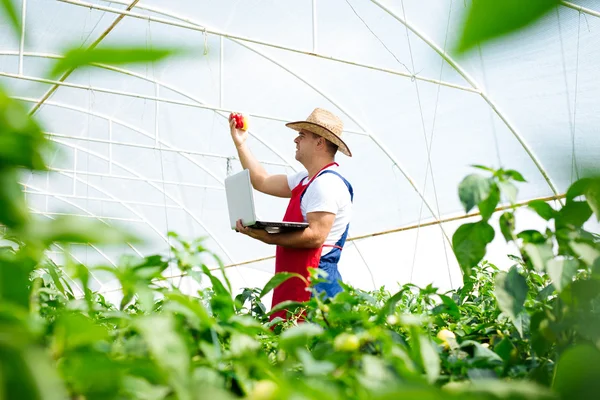 Fermier en serre vérifiant les plantes de poivrons — Photo