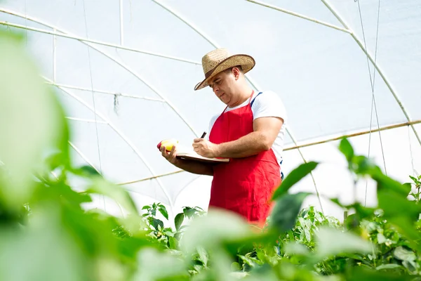 Agricultural engineer working in the greenhouse. — Stock Photo, Image