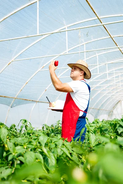 Farmer chequeando plantas de pimientos en invernadero — Foto de Stock