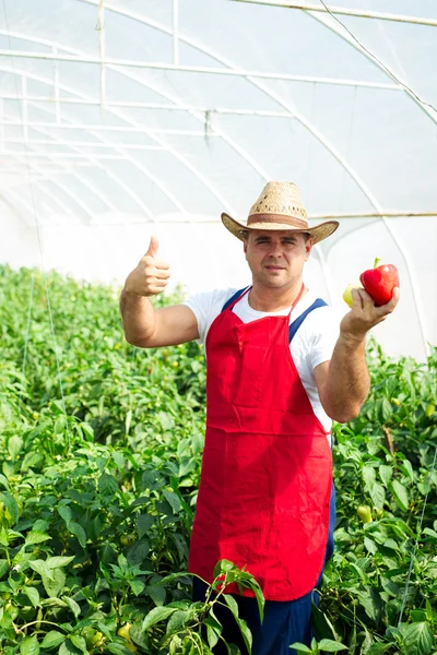 Farmer chequeando plantas de pimientos en invernadero —  Fotos de Stock