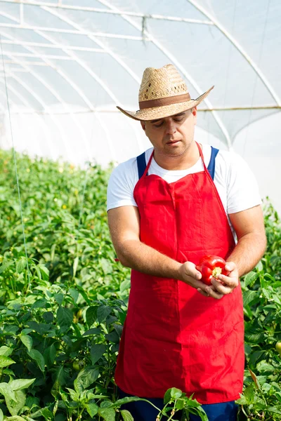Landwirt überprüft Paprika-Pflanzen im Gewächshaus — Stockfoto