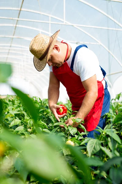 Ingénieur agricole travaillant dans la serre . — Photo