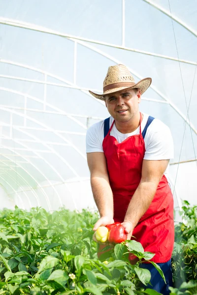 Farmer chequeando plantas de pimientos en invernadero — Foto de Stock