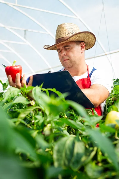 Landwirt überprüft Bio-Chilipflanzen — Stockfoto