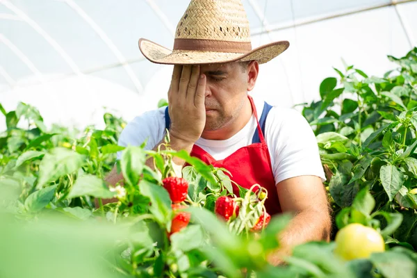 Bauer im Gewächshaus überprüft Chilischoten — Stockfoto