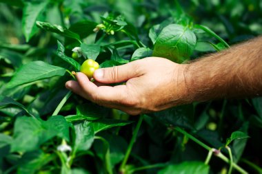 Çiftçi bir sera içinde olgun biber hasat