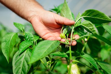 Çiftçi bir sera içinde olgun biber hasat