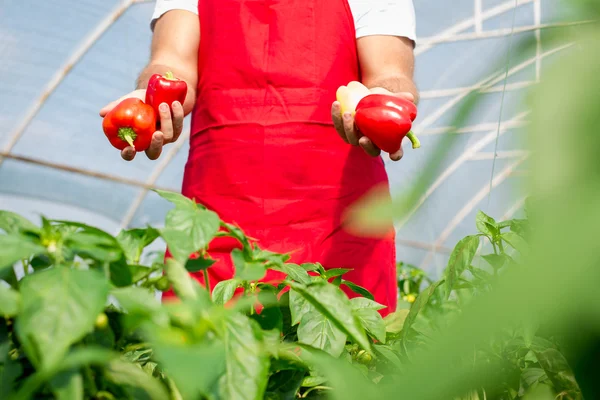 Αγρότης που συγκομίζονται ώριμα πιπεριές σε θερμοκήπιο — Φωτογραφία Αρχείου