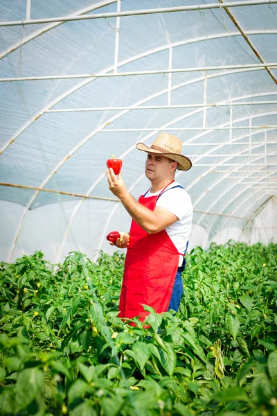 유기농 고추 식물을 검사 하는 농부 — 스톡 사진