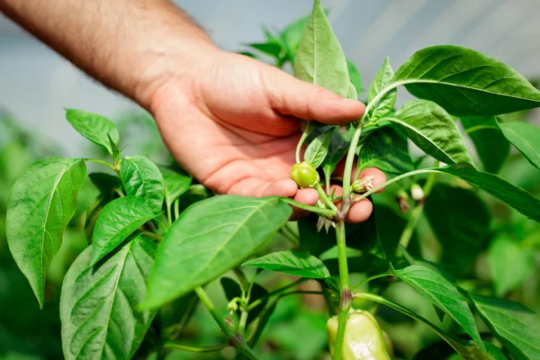 Çiftçi bir sera içinde olgun biber hasat