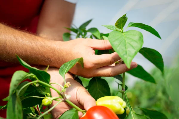 Landwirt erntete reife Paprika im Gewächshaus — Stockfoto