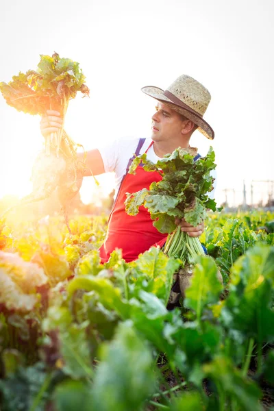 Fermier vérifiant la qualité des betteraves sucrières — Photo