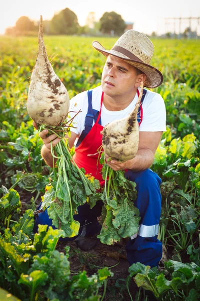 Agricultor que verifica a qualidade das beterrabas açucareiras — Fotografia de Stock