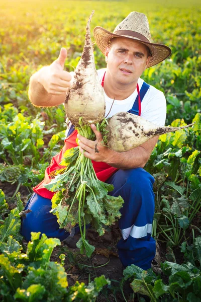 Farmář, kontrola jakosti cukrové řepy — Stock fotografie