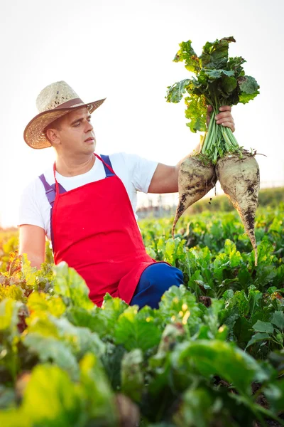 Landwirt überprüft die Qualität der Zuckerrüben — Stockfoto