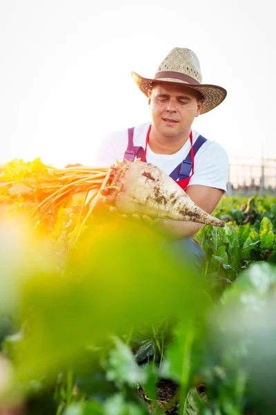 Landwirt überprüft die Qualität der Zuckerrüben — Stockfoto